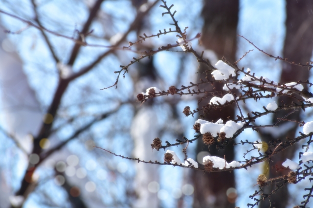 Snow/ice clings to the branches of a tree