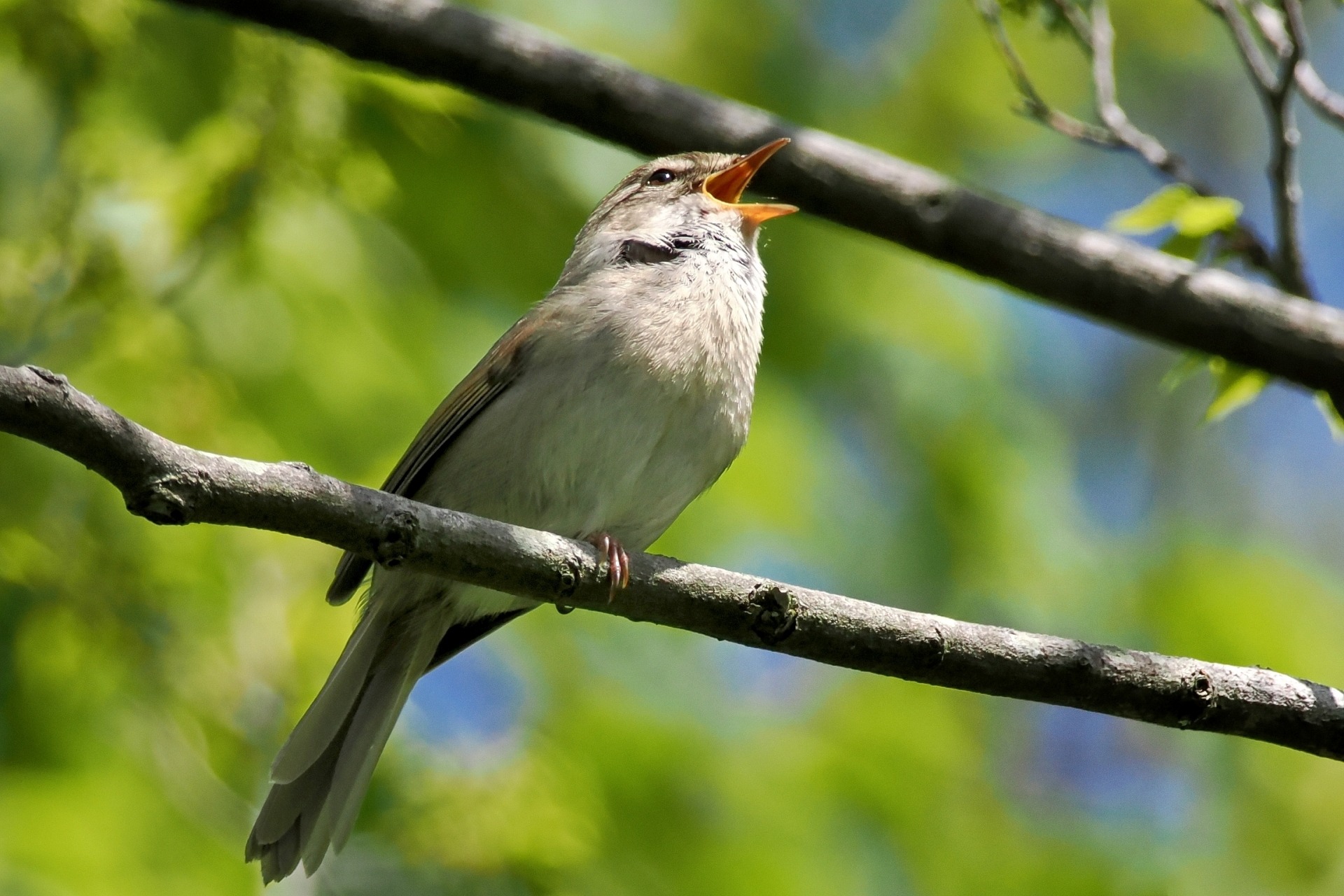 Bush Warbler Singing