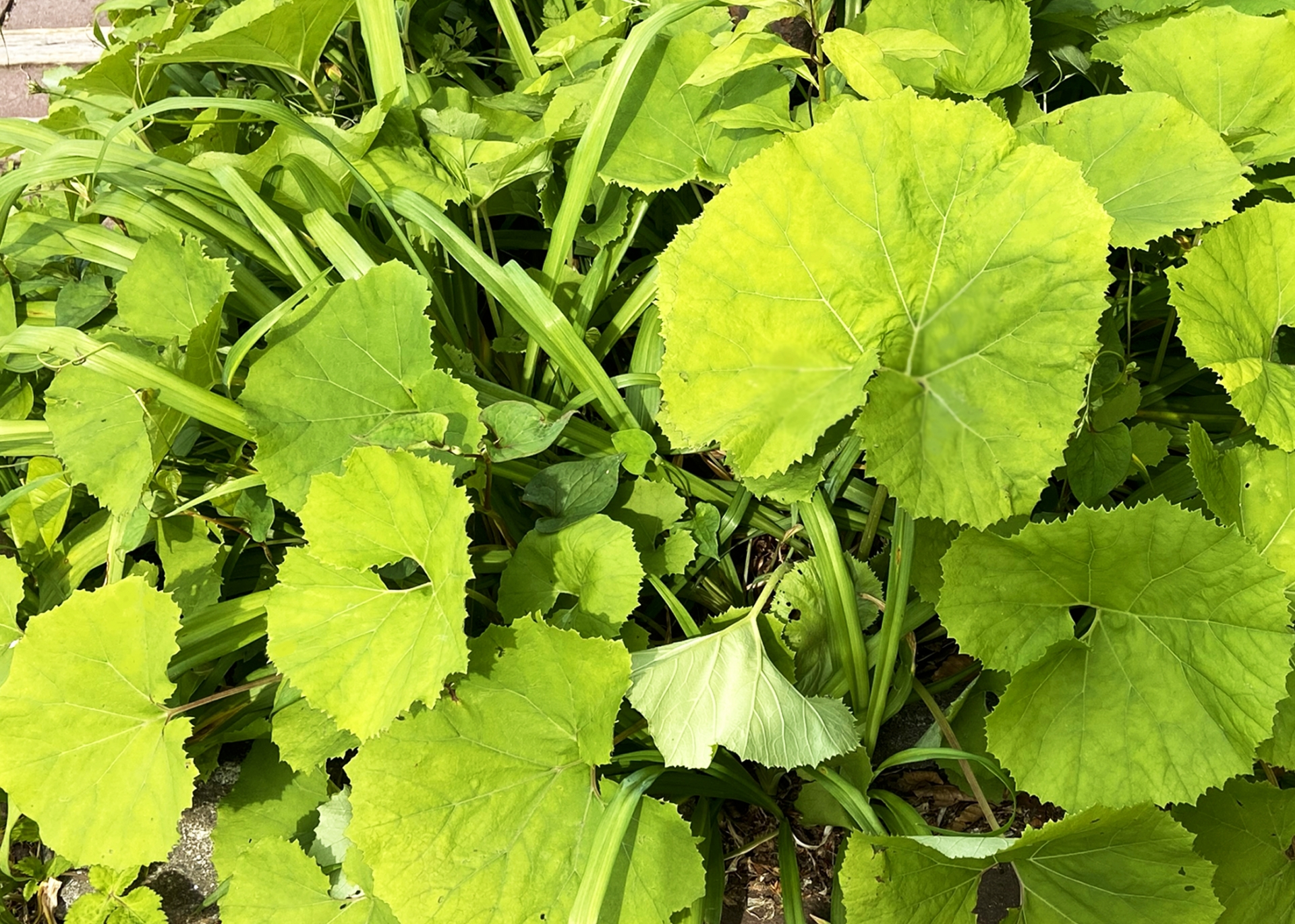Butterbur Buds