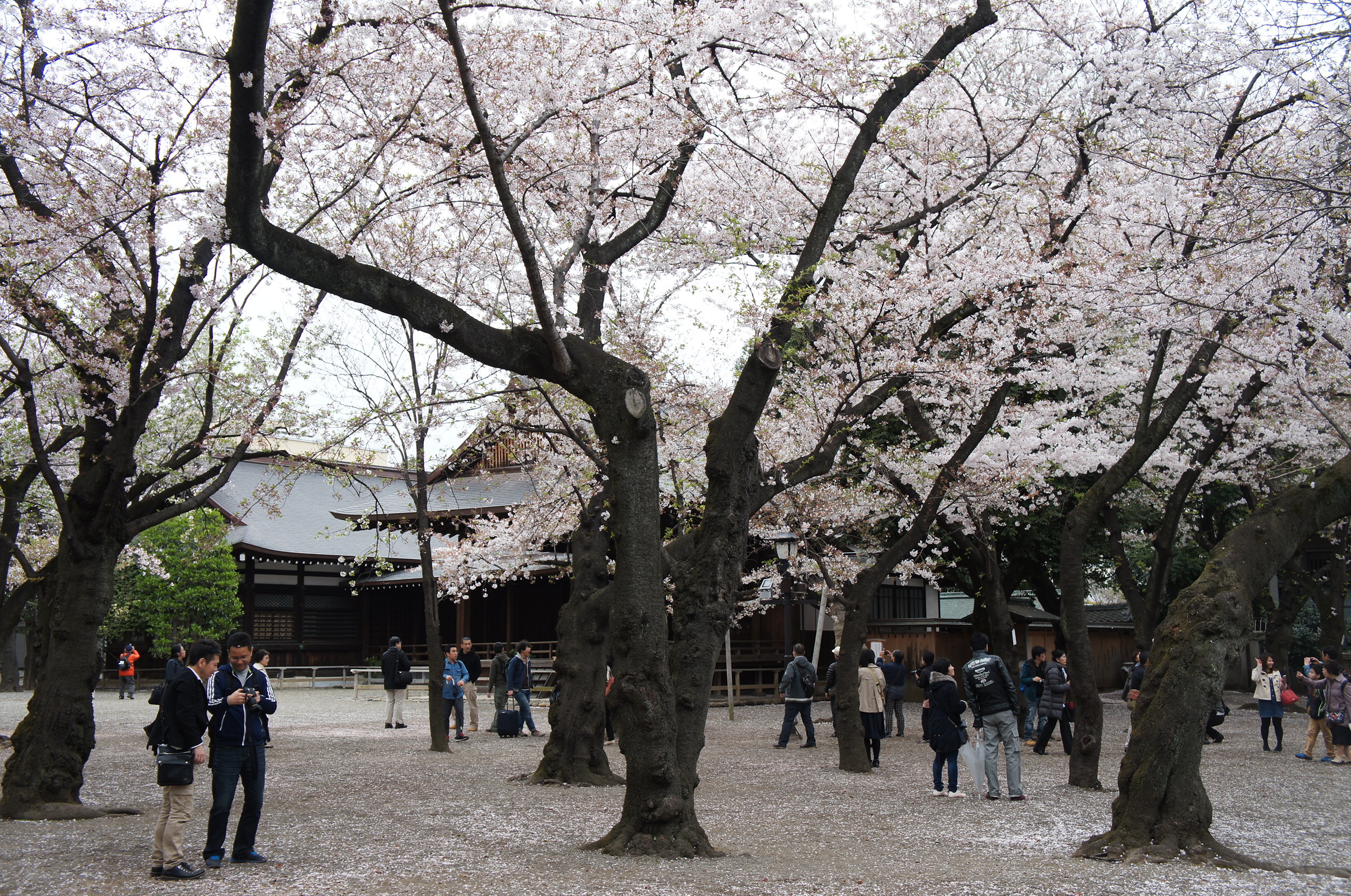 sakura on ground