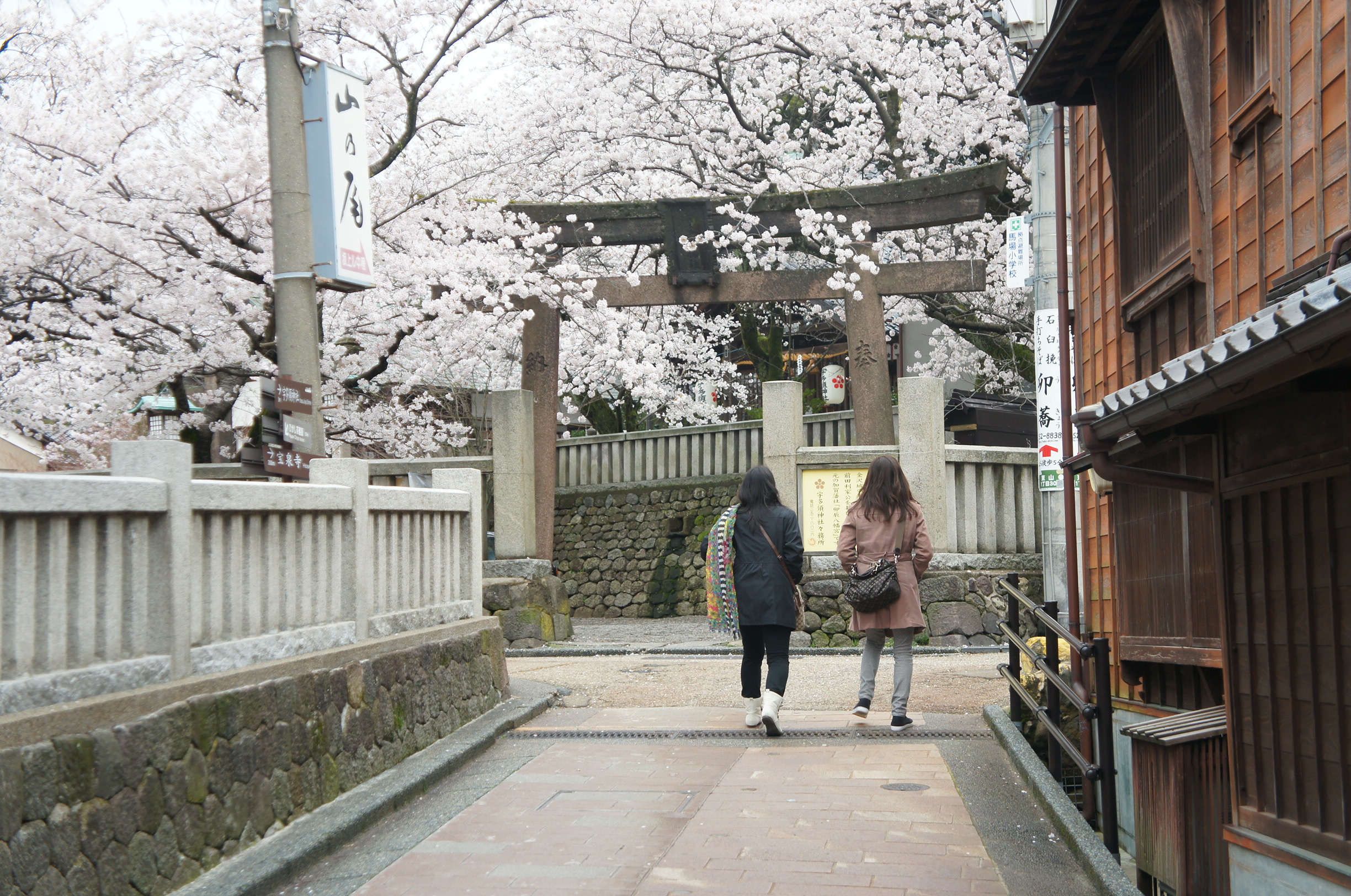 bridge and sakura