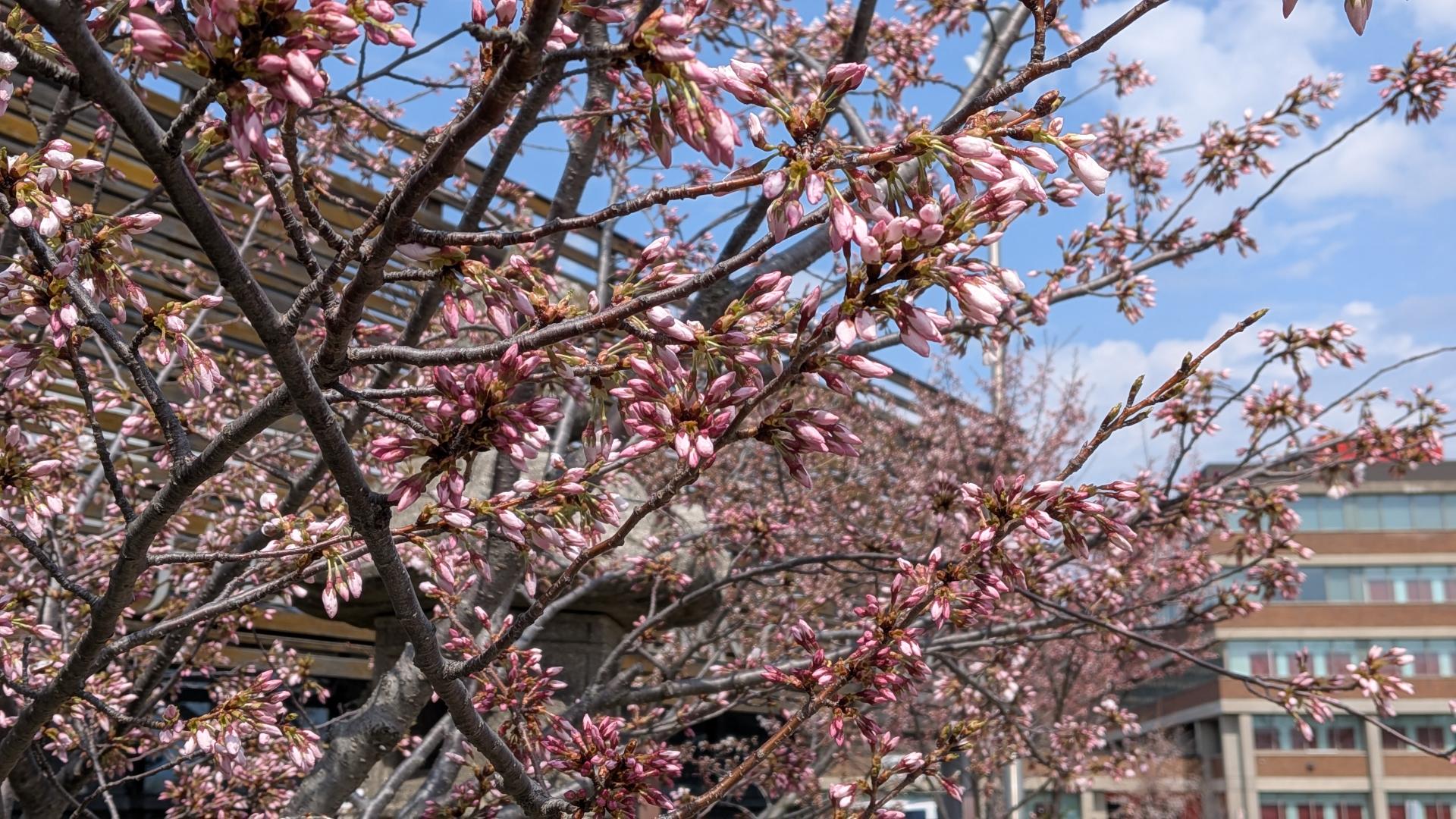 Sakura at the JCCC April 24, 2026