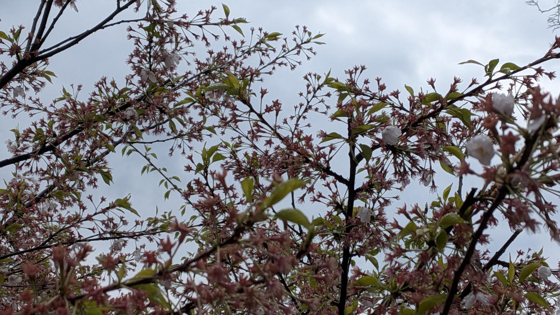 Sakura at the JCCC May 7, 2026