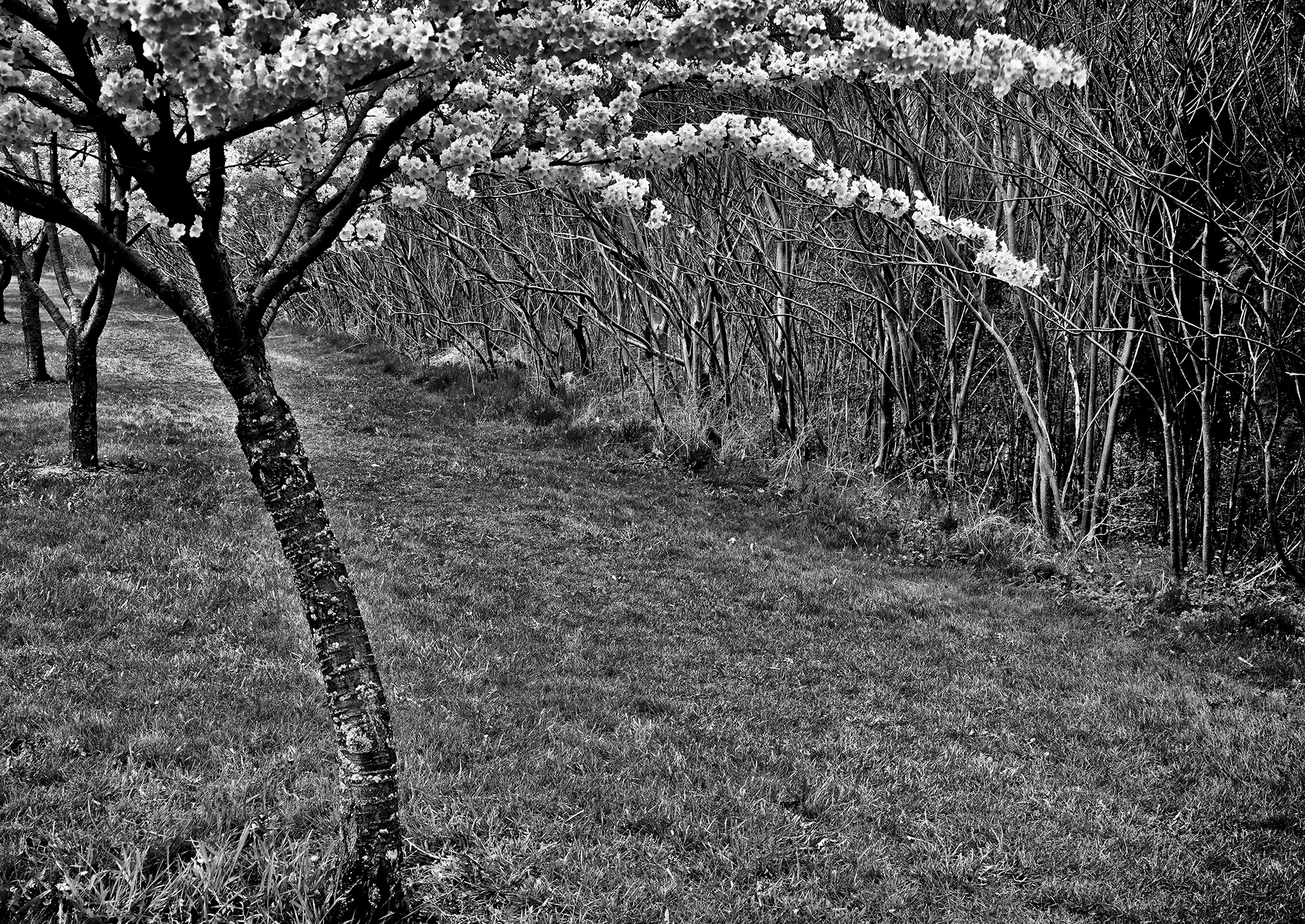Centennial Park Sakura​​​​​​​ - David Bernhard
