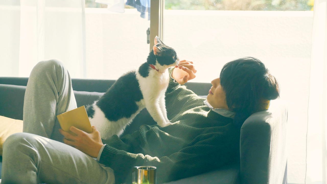 THE TRAVELLING CAT CHRONICLES with cat on sofa