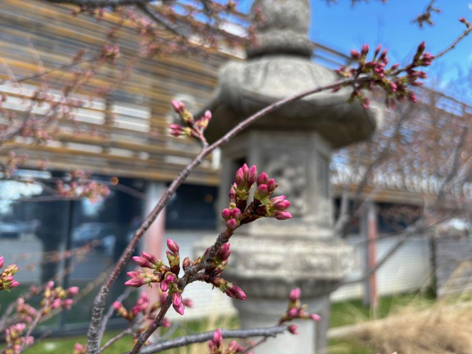 Sakura at the JCCC on Apr 20, 2026