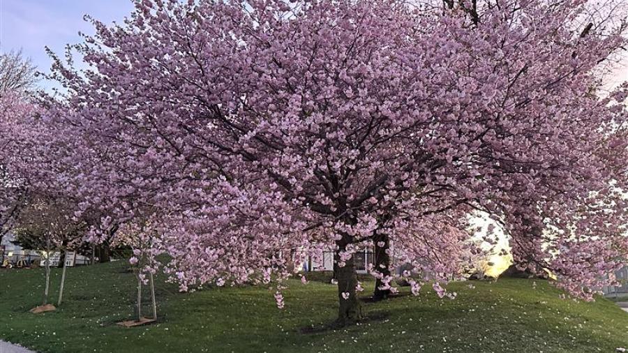 Sakura Tree in full bloom