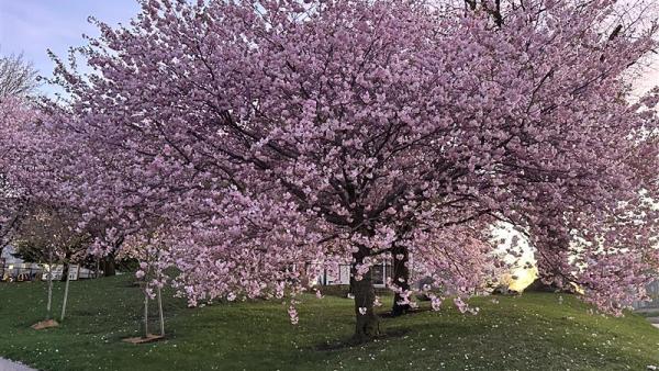 Sakura at the JCCC